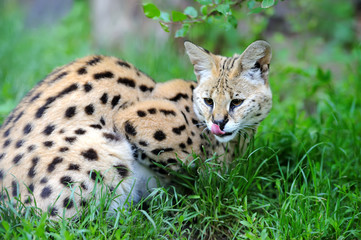 Naklejka na ściany i meble Serval cat (Felis serval)