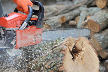  Chainsaw and tree