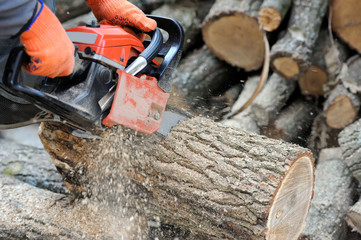  Chainsaw and tree