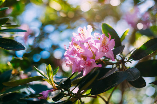 pink Flowers In Spring Garden Tree