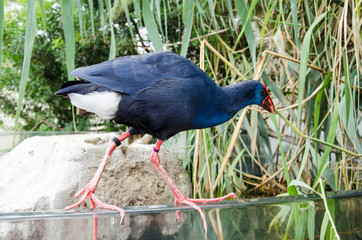 Uccelli