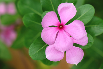 Vinca flower