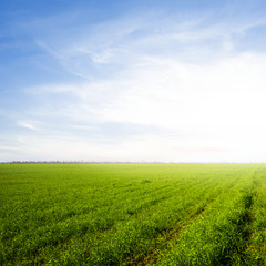 green rural fields at the sunrise