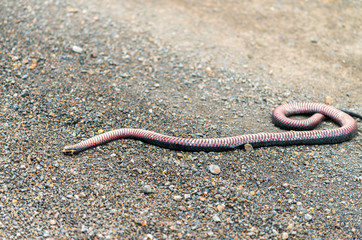 Poisonous snake on the road