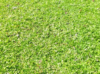 the beautiful grass field