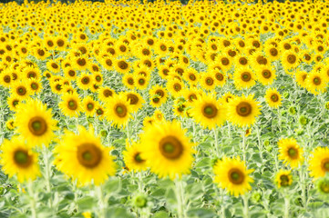 field of blooming sunflowers