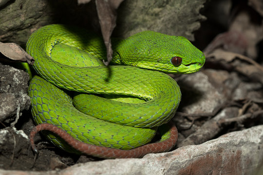 The green snake