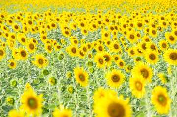 field of blooming sunflowers
