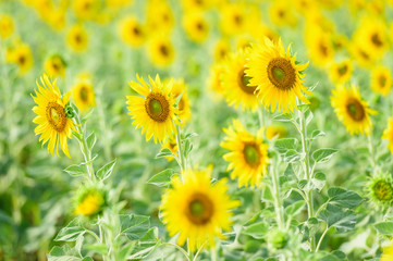 field of blooming sunflowers
