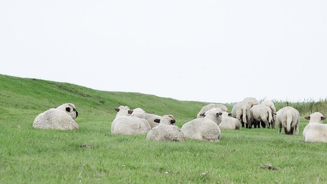 Sheep on meadow