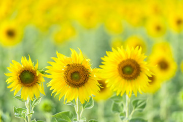 field of blooming sunflowers