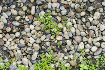rock
