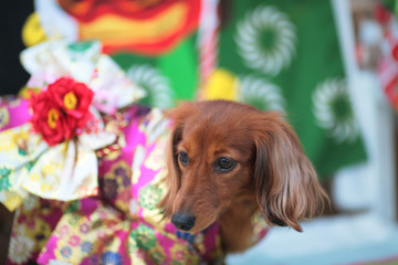 お正月と着物姿のダックスフンド