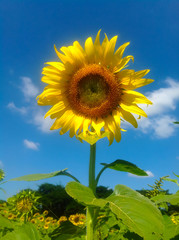 Sunflower blooming and blue sky in the field at afternoon photo