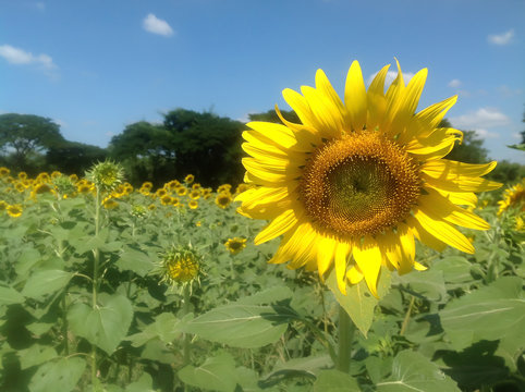 Sunflower blooming and sky at afternoon photo. 
