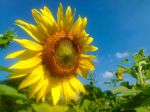 Sunflower blooming and blue sky in the field photo.