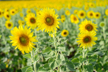 field of blooming sunflowers