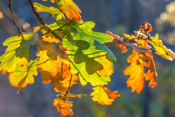 Fototapeta na wymiar closeup autumn oak tree branch