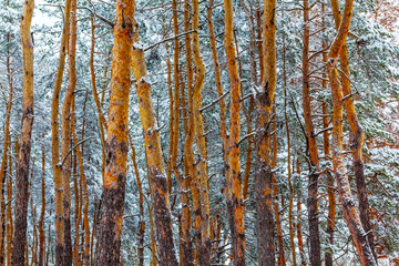 closeup winter  pine tree forest