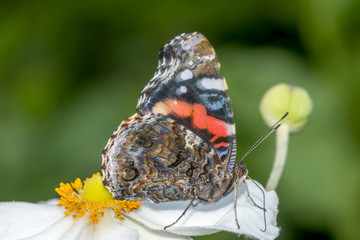Painted Lady butterfly