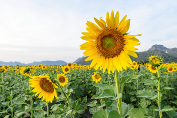 field of blooming sunflowers