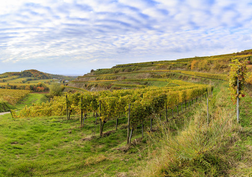 Weinterrassen im Kaiserstuhl