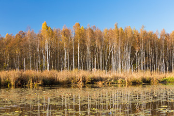 Beautiful Birch forest and pond in autumn season