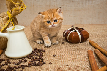 Little kitten  and  coffee