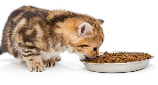 Kitten Eating Images – Browse 45,890 Stock Photos, Vectors, and Video |  Adobe Stock