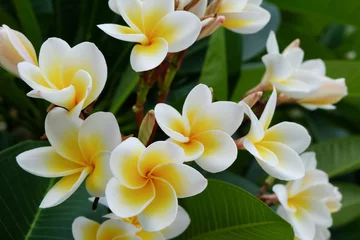 Papier Peint photo autocollant Frangipanier fleur tropicale de frangipanier blanc, fleur de plumeria en fleurs fraîches
