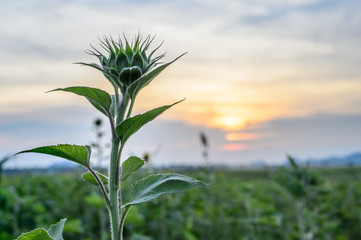 Sunflower and sunset