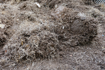 Fototapeta na wymiar yard work, preparation soil in garden with dry grass