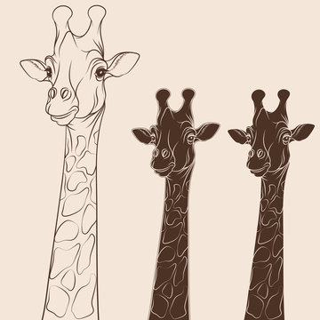 Vector illustration head of a giraffe. Isolated objects on white