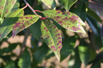 macchie rosse su foglie di Photinia. Malattia