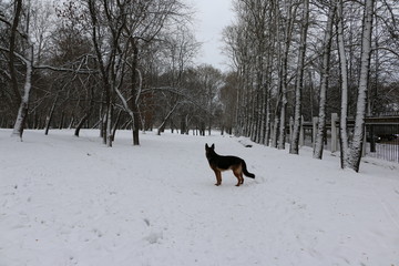 Собака овчарка на снегу в лесу