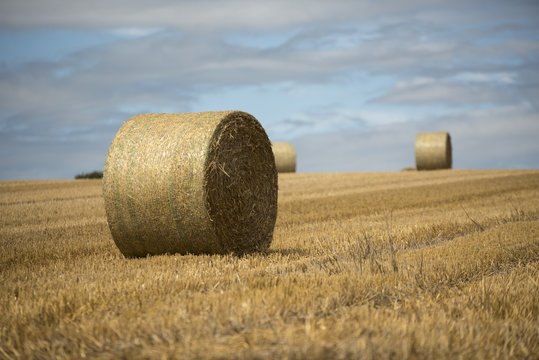 Moisson otte de paille