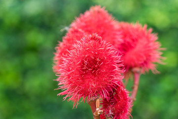 Close up herb (Bixa orellana L.) bixaceae, marco