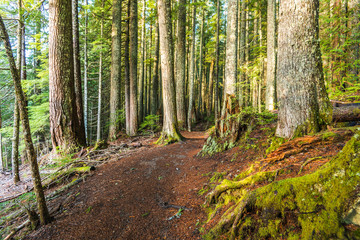 Obraz premium scenic view of very big and tall trees in the forest in National park.
