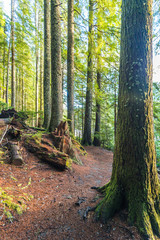 scenic view of very big and tall trees in the forest in National park.