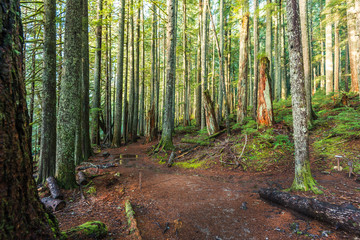 scenic view of very big and tall trees in the forest in National park.