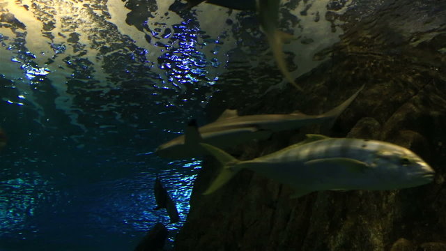Scomber is a genus of ocean dwelling mackerels in family Scombridae