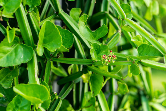 Cissus quadrangularis L. (The plant is a herb used for the treatment of hemorrhoids.)