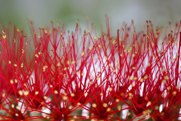 decorativas flores rojas con pistilos amarillos y rojos