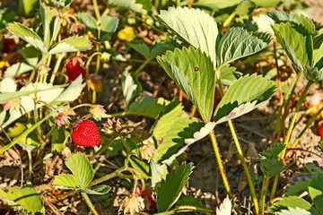 Red ripe strawberry on the garden