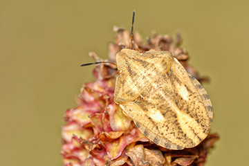 Brown shied bug