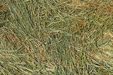 Hay with cereal and other wild grasses
