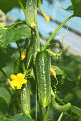 Cucumbers in greenhouse