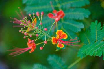 Flam boyant flower