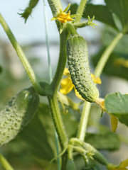Cucumbers grow on a stalk in greenhouse