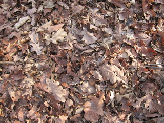 Fallen autumn brown oak leaves